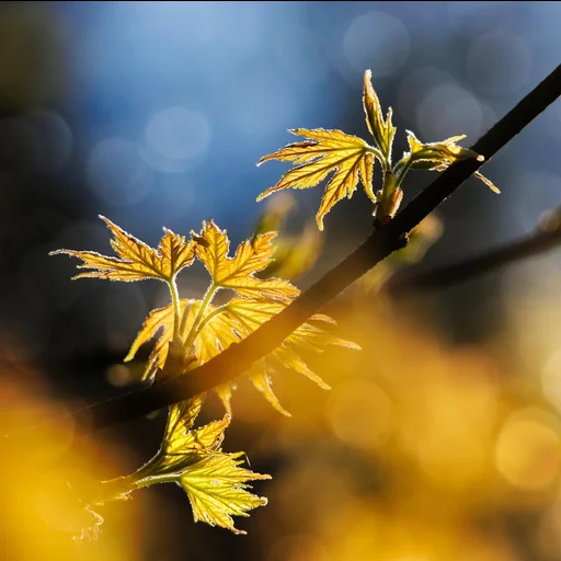 问鼎娱乐博彩牌照
