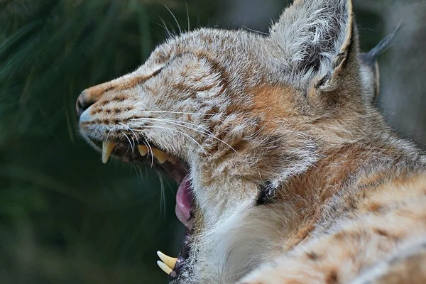 问鼎娱乐真人娱乐